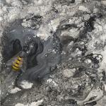 Bee, oil and acrylic on board, 24 x 24"