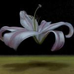 Lily, oil 9 X 12   SOLD